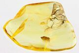 Detailed Fossil Predatory Snipe Fly (Rhagionidae) In Baltic Amber #315387-1